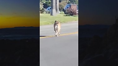 Beach Bitch's Butthole